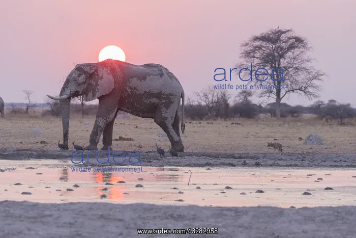 : Afrique, Afrique australe, Bostwana, Parc National : Afrique, Afrique australe, Bostwana, Parc National