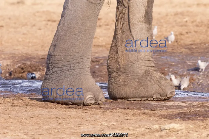 : Afrique, Afrique australe, Bostwana, Parc national : Afrique, Afrique australe, Bostwana, Parc national