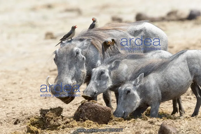 : Afrique, Afrique australe, Bostwana, Parc national : Afrique, Afrique australe, Bostwana, Parc national