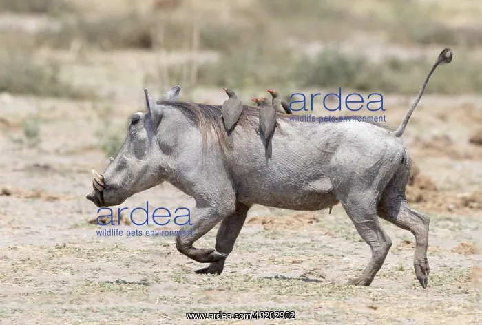: Afrique, Afrique australe, Bostwana, Parc national : Afrique, Afrique australe, Bostwana, Parc national