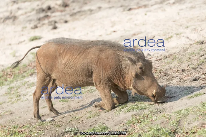: Afrique, Afrique australe, Bostwana, Parc national : Afrique, Afrique australe, Bostwana, Parc national