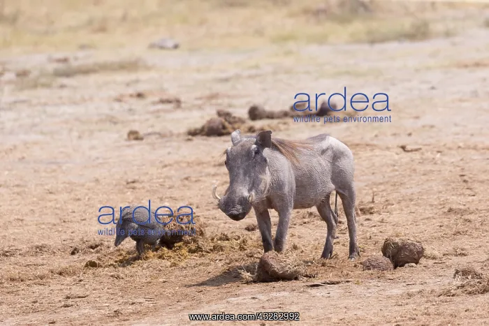  : Afrique, Afrique australe, Bostwana, Parc national
