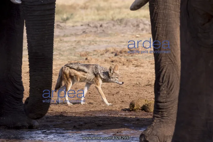 : Afrique, Afrique australe, Bostwana, Parc national : Afrique, Afrique australe, Bostwana, Parc national