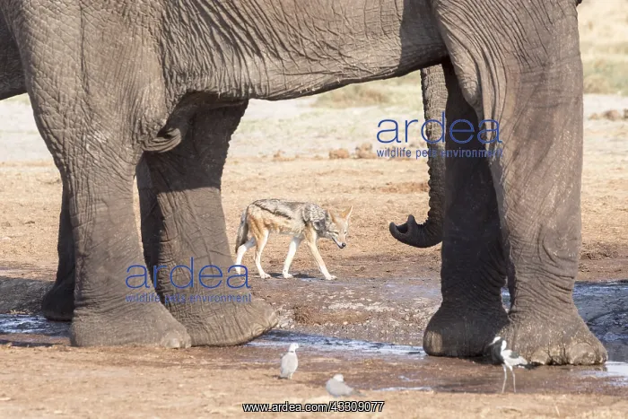 : Afrique, Afrique australe, Bostwana, Parc national : Afrique, Afrique australe, Bostwana, Parc national