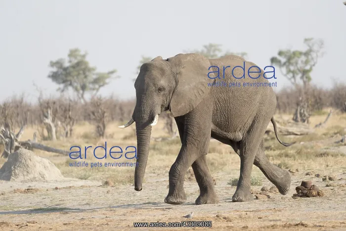 : Afrique, Afrique australe, Bostwana, Parc national : Afrique, Afrique australe, Bostwana, Parc national