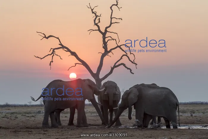 : Afrique, Afrique australe, Bostwana, Parc national : Afrique, Afrique australe, Bostwana, Parc national