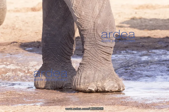 : Afrique, Afrique australe, Bostwana, Parc national : Afrique, Afrique australe, Bostwana, Parc national