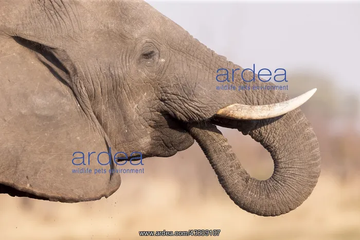 : Afrique, Afrique australe, Bostwana, Parc national : Afrique, Afrique australe, Bostwana, Parc national