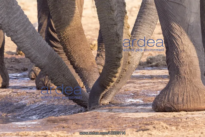 : Afrique, Afrique australe, Bostwana, Parc national : Afrique, Afrique australe, Bostwana, Parc national