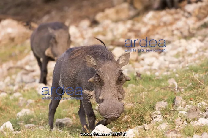 : Afrique, Afrique australe, Bostwana, Parc national : Afrique, Afrique australe, Bostwana, Parc national