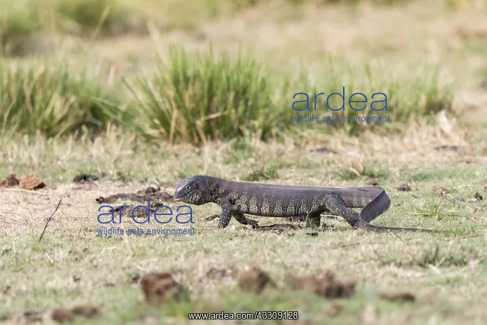 : Afrique, Afrique australe, Bostwana, Parc national : Afrique, Afrique australe, Bostwana, Parc national