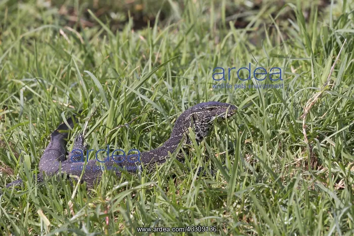 : Afrique, Afrique australe, Bostwana, Parc national : Afrique, Afrique australe, Bostwana, Parc national