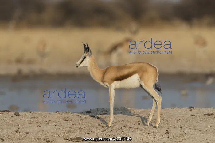: Afrique, Afrique australe, Bostwana, Parc National : Afrique, Afrique australe, Bostwana, Parc National