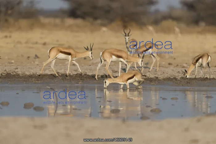 : Afrique, Afrique australe, Bostwana, Parc National : Afrique, Afrique australe, Bostwana, Parc National