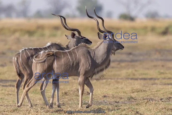 : Afrique, Afrique australe, Bostwana, Parc national : Afrique, Afrique australe, Bostwana, Parc national