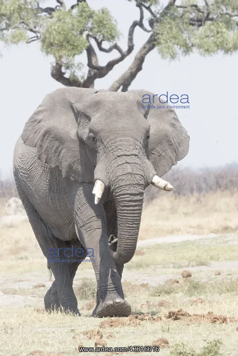 : Afrique, Afrique australe, Bostwana, Parc national : Afrique, Afrique australe, Bostwana, Parc national