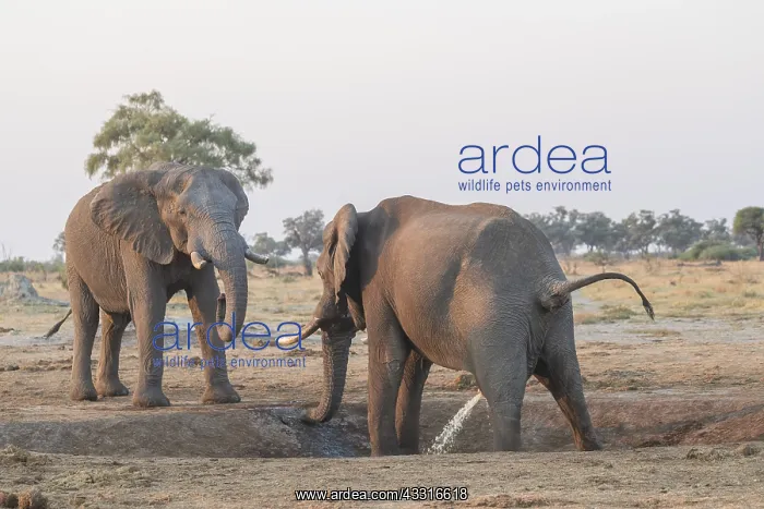  : Afrique, Afrique australe, Bostwana, Parc national