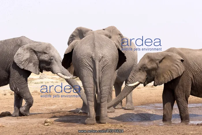 : Afrique, Afrique australe, Bostwana, Parc national : Afrique, Afrique australe, Bostwana, Parc national