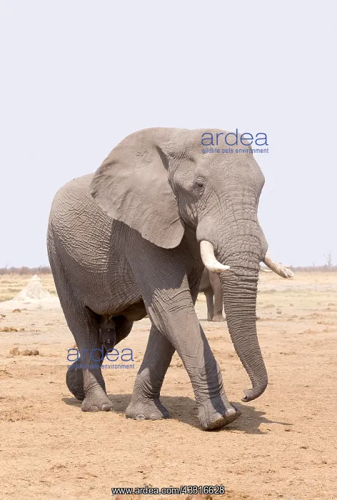 : Afrique, Afrique australe, Bostwana, Parc national : Afrique, Afrique australe, Bostwana, Parc national