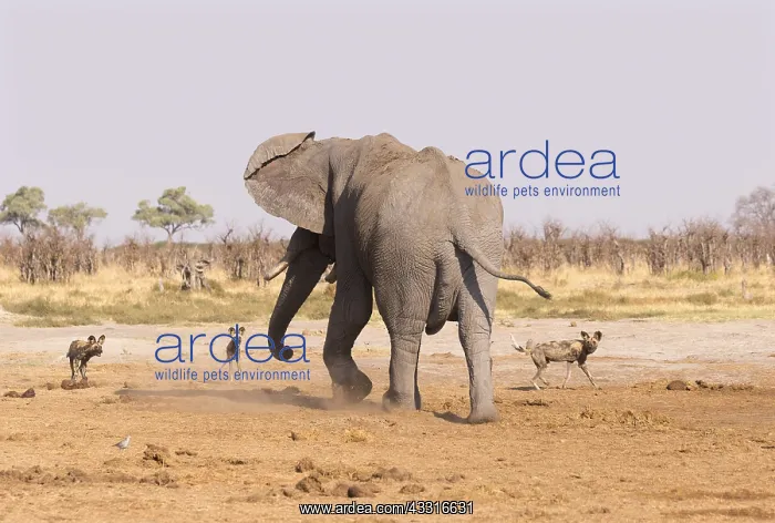 : Afrique, Afrique australe, Bostwana, Parc national : Afrique, Afrique australe, Bostwana, Parc national