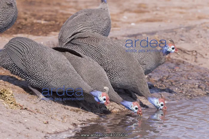 : Afrique, Afrique australe, Bostwana, Parc national : Afrique, Afrique australe, Bostwana, Parc national