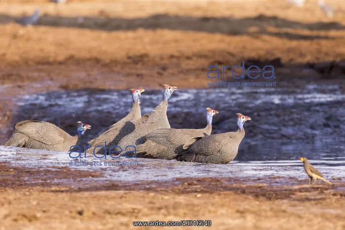 : Afrique, Afrique australe, Bostwana, Parc national : Afrique, Afrique australe, Bostwana, Parc national