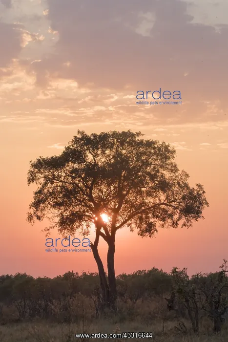 : Afrique, Afrique australe, Bostwana, Parc national : Afrique, Afrique australe, Bostwana, Parc national
