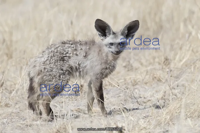 : Afrique, Afrique australe, Bostwana, Reserve : Afrique, Afrique australe, Bostwana, Reserve