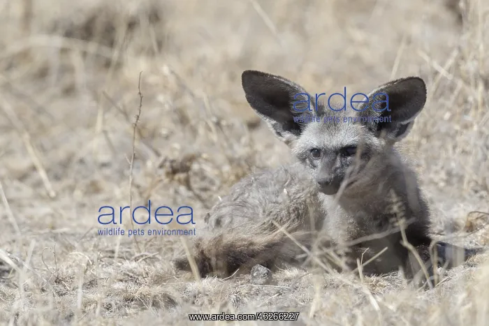 : Afrique, Afrique australe, Bostwana, Reserve : Afrique, Afrique australe, Bostwana, Reserve