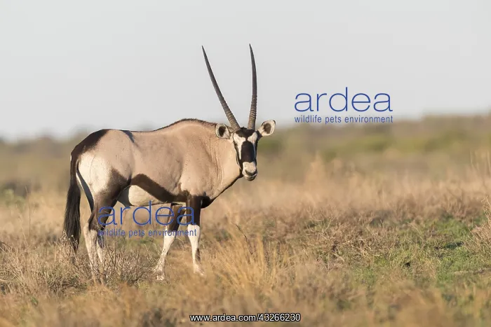 : Afrique, Afrique australe, Bostwana, Reserve : Afrique, Afrique australe, Bostwana, Reserve