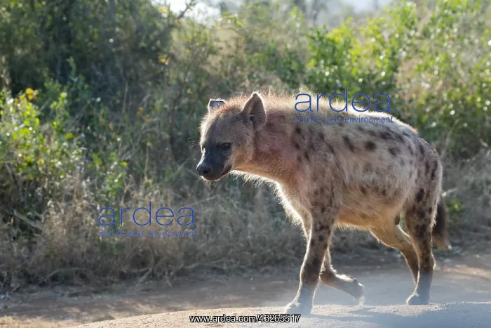 : Afrique, Afrique australe, Republique Sud Africaiine : Afrique, Afrique australe, Republique Sud Africaiine
