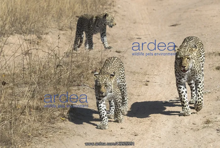 : Afrique, Afrique australe, Republique Sud Africaiine : Afrique, Afrique australe, Republique Sud Africaiine