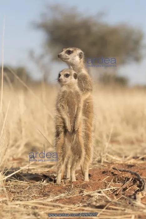  : Afrique, Afrique australe, Republique Sud Africaiine