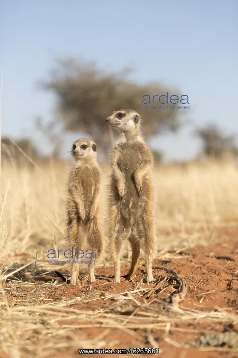 : Afrique, Afrique australe, Republique Sud Africaiine : Afrique, Afrique australe, Republique Sud Africaiine