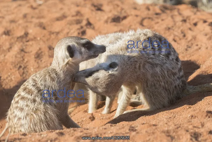 : Afrique, Afrique australe, Republique Sud Africaiine : Afrique, Afrique australe, Republique Sud Africaiine