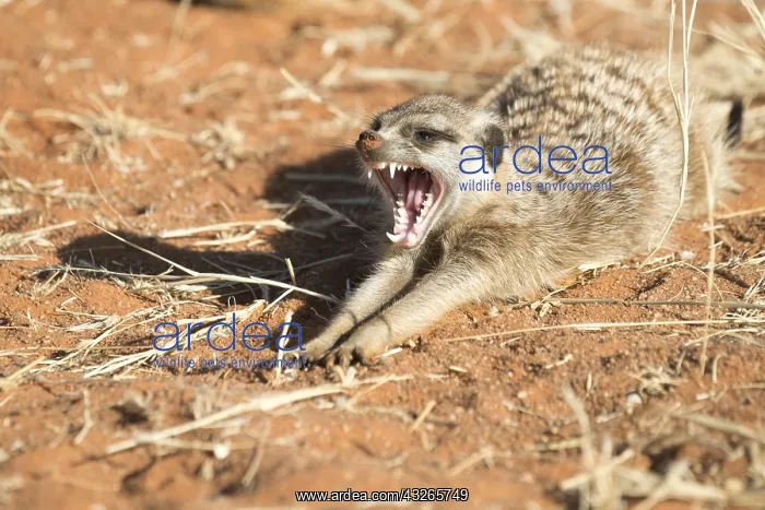 : Afrique, Afrique australe, Republique Sud Africaiine : Afrique, Afrique australe, Republique Sud Africaiine