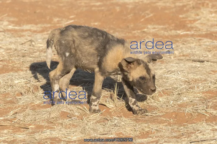 : Afrique, Afrique australe, Republique Sud Africaiine : Afrique, Afrique australe, Republique Sud Africaiine