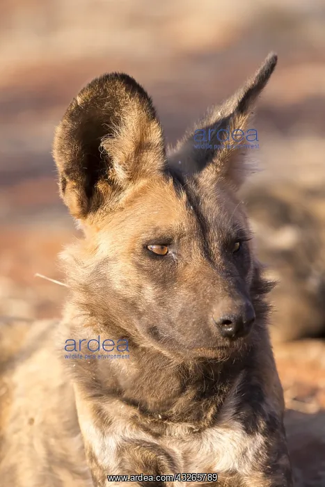 : Afrique, Afrique australe, Republique Sud Africaiine : Afrique, Afrique australe, Republique Sud Africaiine