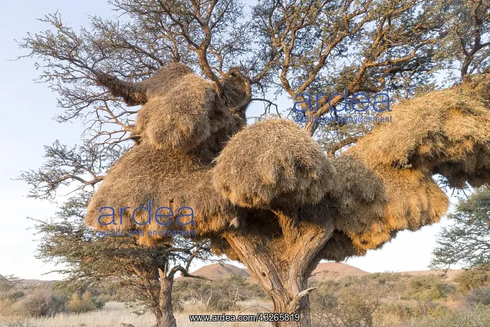 : Afrique, Afrique australe, Republique Sud Africaiine : Afrique, Afrique australe, Republique Sud Africaiine