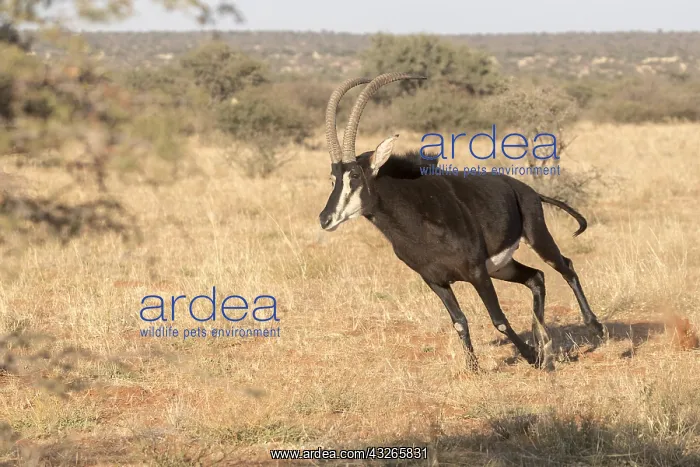 : Afrique, Afrique australe, Republique Sud Africaiine : Afrique, Afrique australe, Republique Sud Africaiine