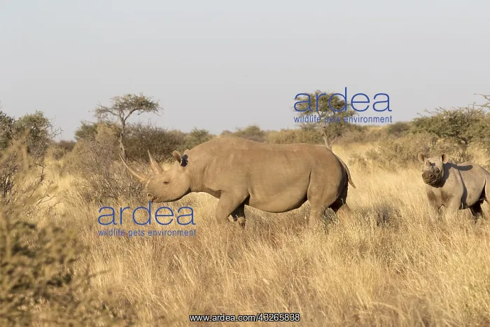 : Afrique, Afrique australe, Republique Sud Africaiine : Afrique, Afrique australe, Republique Sud Africaiine