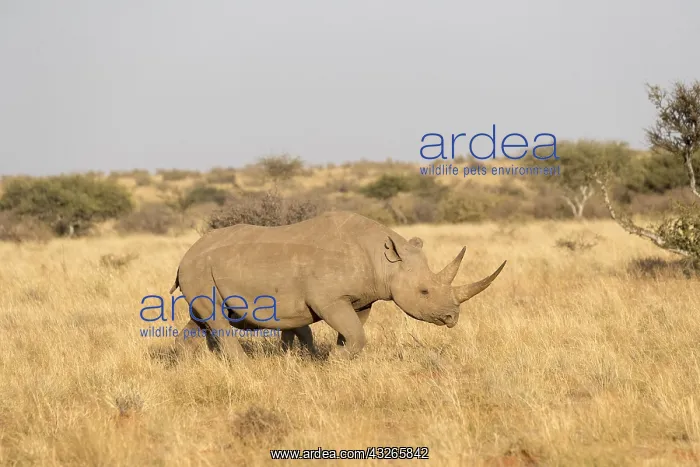 : Afrique, Afrique australe, Republique Sud Africaiine : Afrique, Afrique australe, Republique Sud Africaiine
