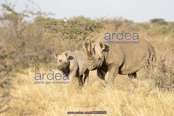 : Afrique, Afrique australe, Republique Sud Africaiine : Afrique, Afrique australe, Republique Sud Africaiine