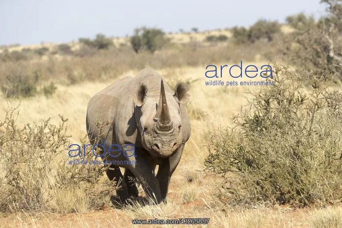 : Afrique, Afrique australe, Republique Sud Africaiine : Afrique, Afrique australe, Republique Sud Africaiine