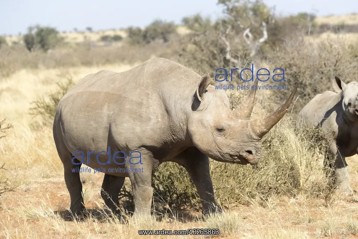 : Afrique, Afrique australe, Republique Sud Africaiine : Afrique, Afrique australe, Republique Sud Africaiine