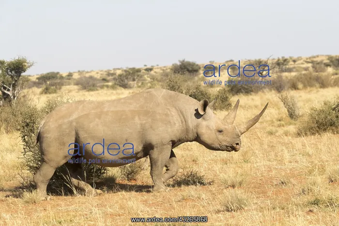 : Afrique, Afrique australe, Republique Sud Africaiine : Afrique, Afrique australe, Republique Sud Africaiine
