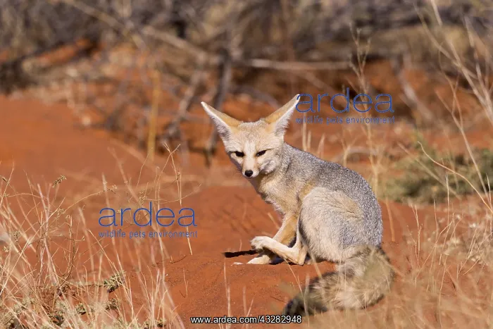 : Afrique, Afrique australe, Republique Sud Africaiine