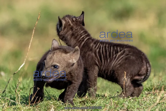 : Afrique, Afrique de l'Est, Kenya, Reserve nationale du Masai : Afrique, Afrique de l'Est, Kenya, Reserve nationale du Masai