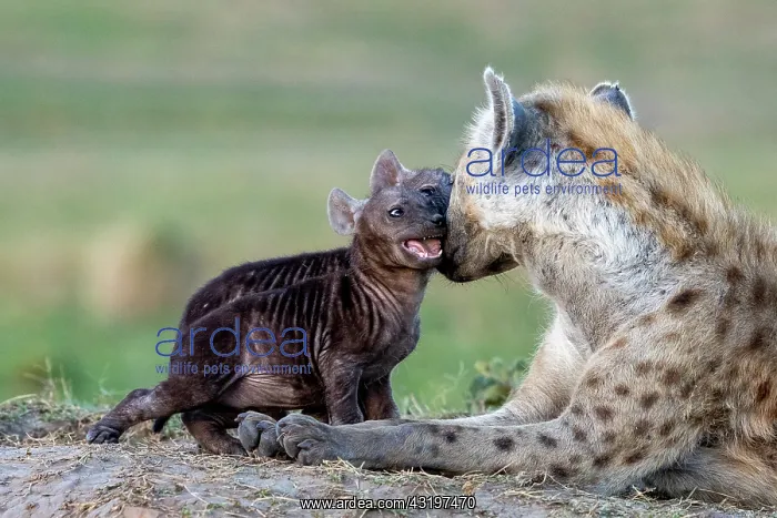 : Afrique, Afrique de l'Est, Kenya, Reserve nationale du Masai : Afrique, Afrique de l'Est, Kenya, Reserve nationale du Masai
