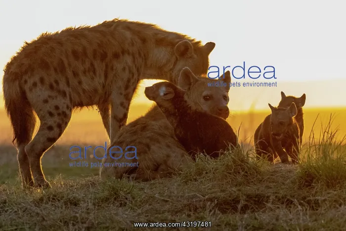: Afrique, Afrique de l'Est, Kenya, Reserve nationale du Masai : Afrique, Afrique de l'Est, Kenya, Reserve nationale du Masai